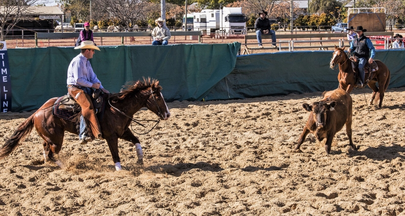 Merit For Campdrafting By Gary Earl