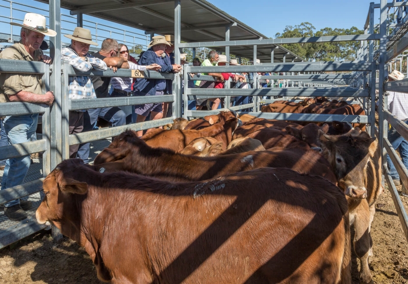 Merit For Cattle Sales 1 Of2 By Bruce Martin