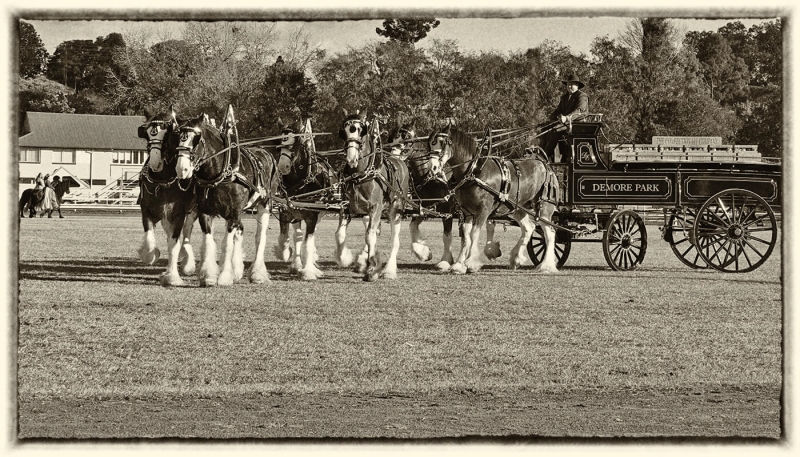 Merit For Boona Ladies At Horse Festival By Joyce Metassa