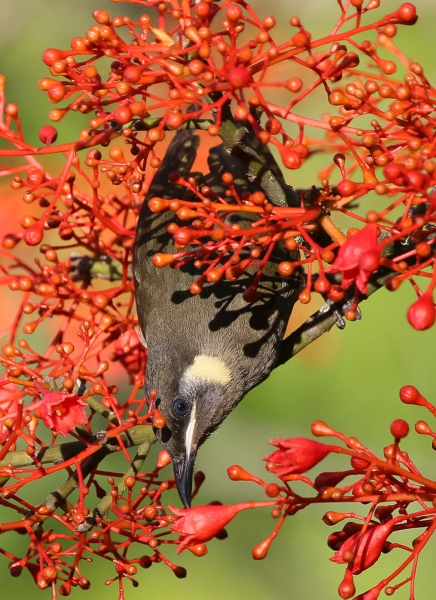 Honour For 039 Lewins HE In Flame Tree By Ann Smallegange