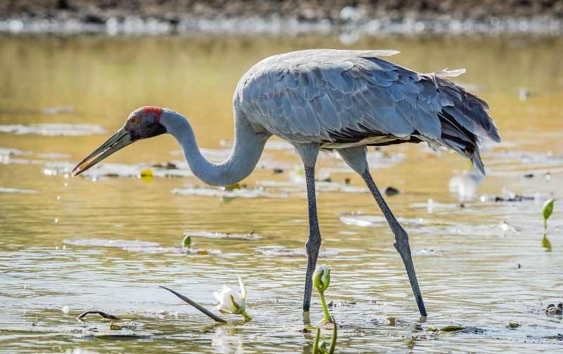 Merit For Brolga By Bruce Martin