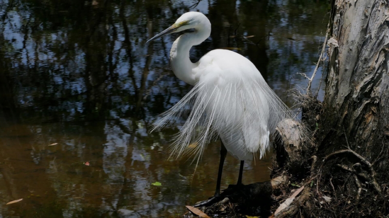 Merit For Pure Elegance Egret By Janet Richardson