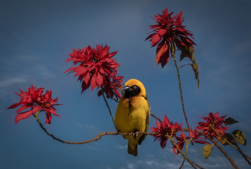 Merit For Yellow Bird On Red Branch 3 By Sam Fernando