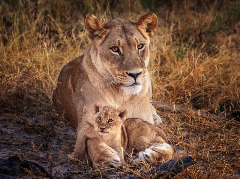 Honour For A Proud Mum By Geoffrey Hui