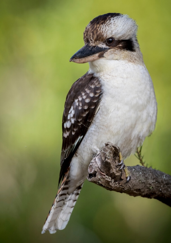 Merit For 081 Kookaburra By Jefferey Mott