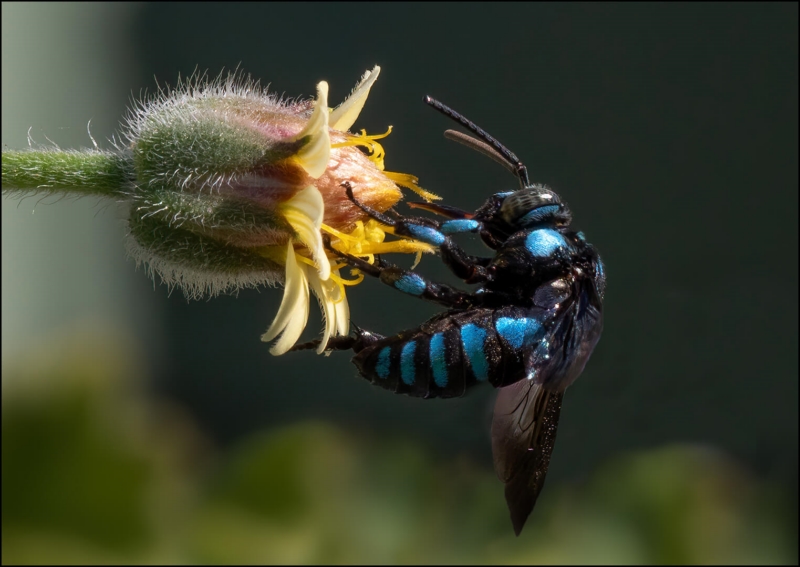 Merit For A Blue Striker By Cheryl Zwart