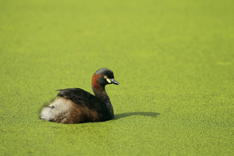 Merit For AB121 Australian Grebe By Heidi Wallis