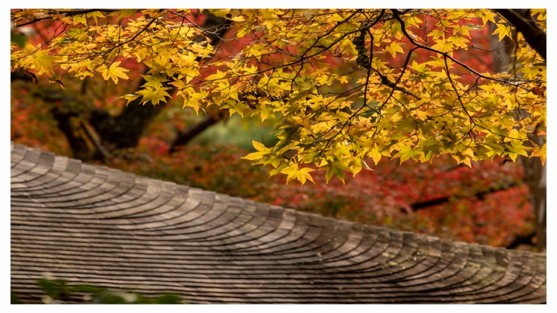 Merit For Autumn By Louise Jameson