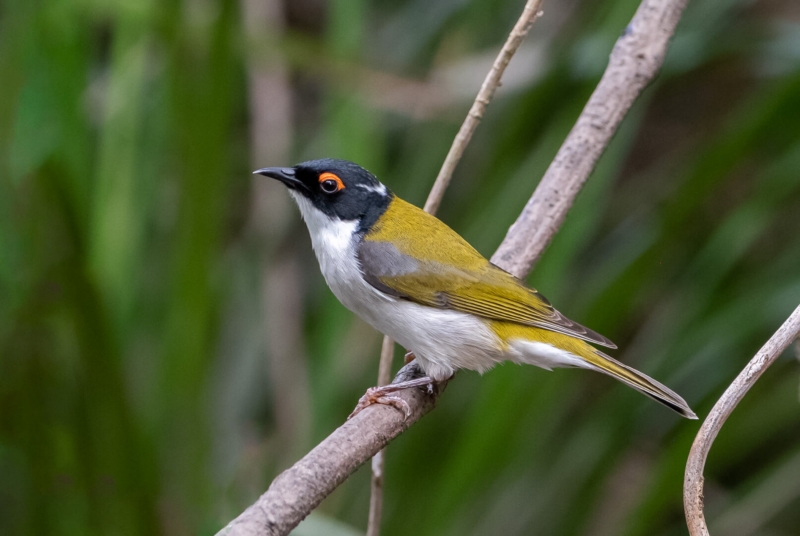 Merit For Beauty In The Forest Of Enoggera Reservoir By Susan Chisholm