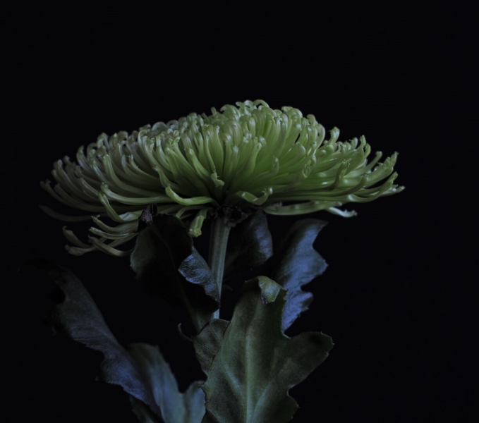Merit For Green Spider Chrysanthenum By Trudi Aykens
