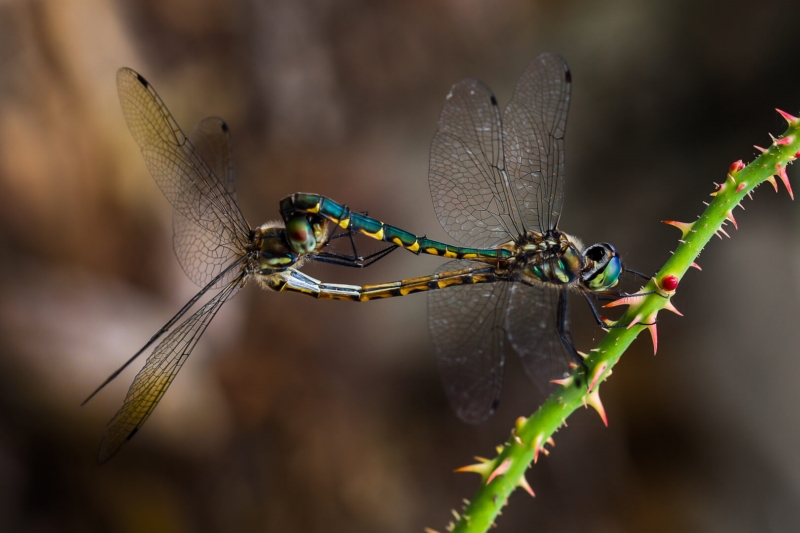 Merit For Two Became One By Mangala Jayasekera