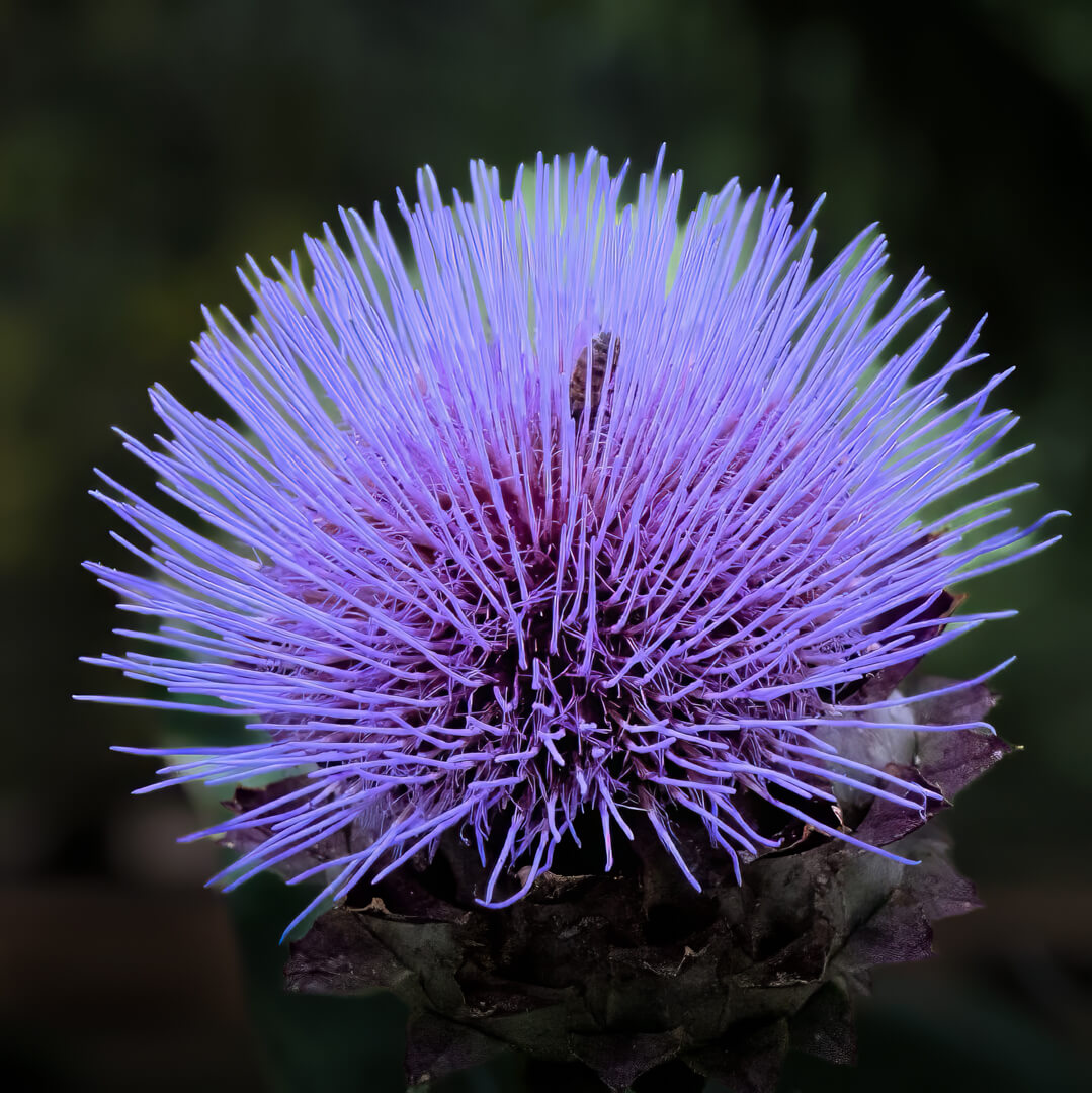 Merit For Digital Globe Artichoke In Bloom By Bhaskar Desha