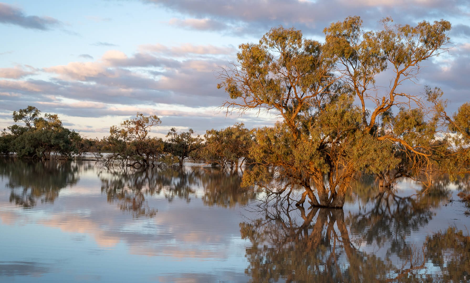 Merit For Print Murray Tree In Flood By Susan Chisholm