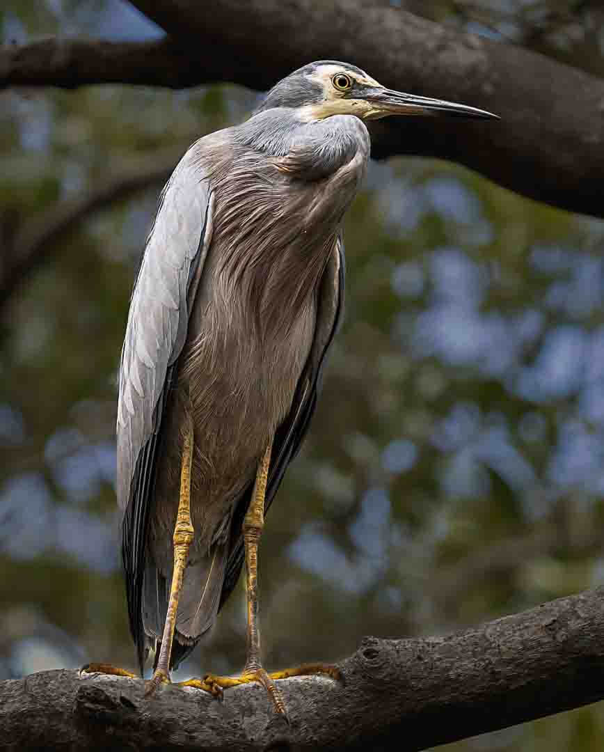 Merit For Print White Faced Heron By Christine Jull