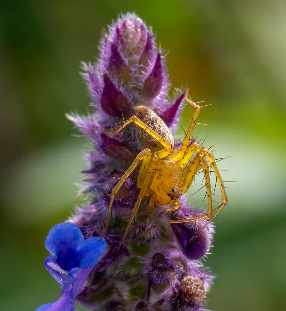 Merit For Print Yellow Lynx By Margareta Dewilde