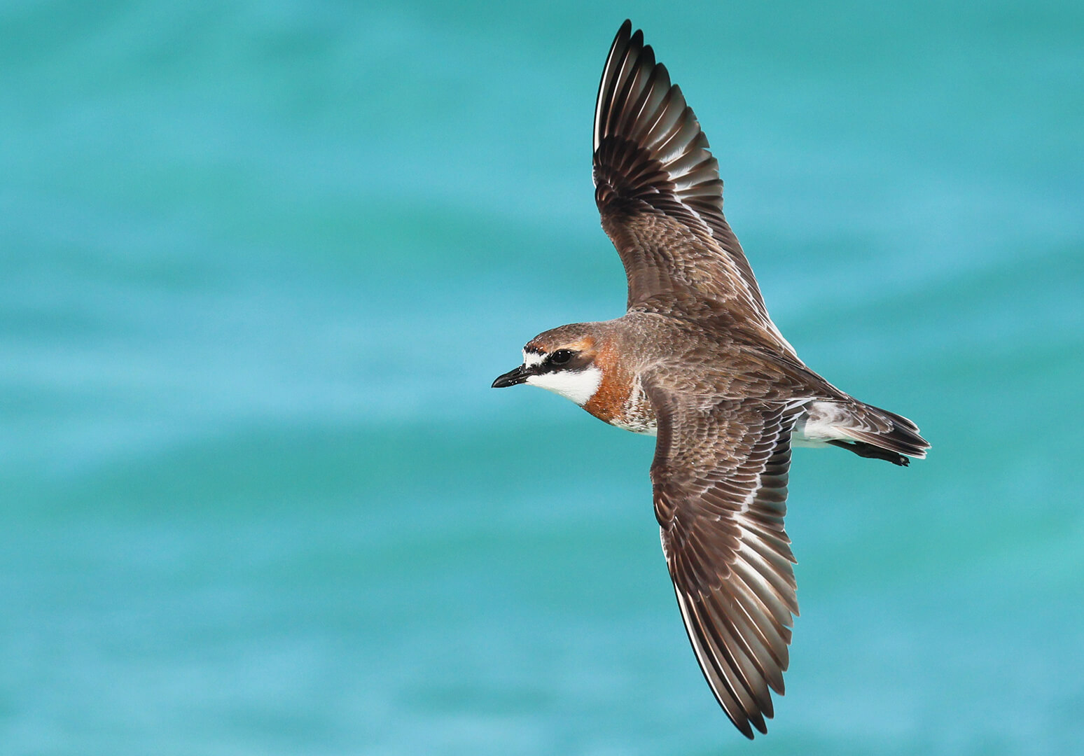 Merit For Digital Beach Bird One By Ann Smallegange