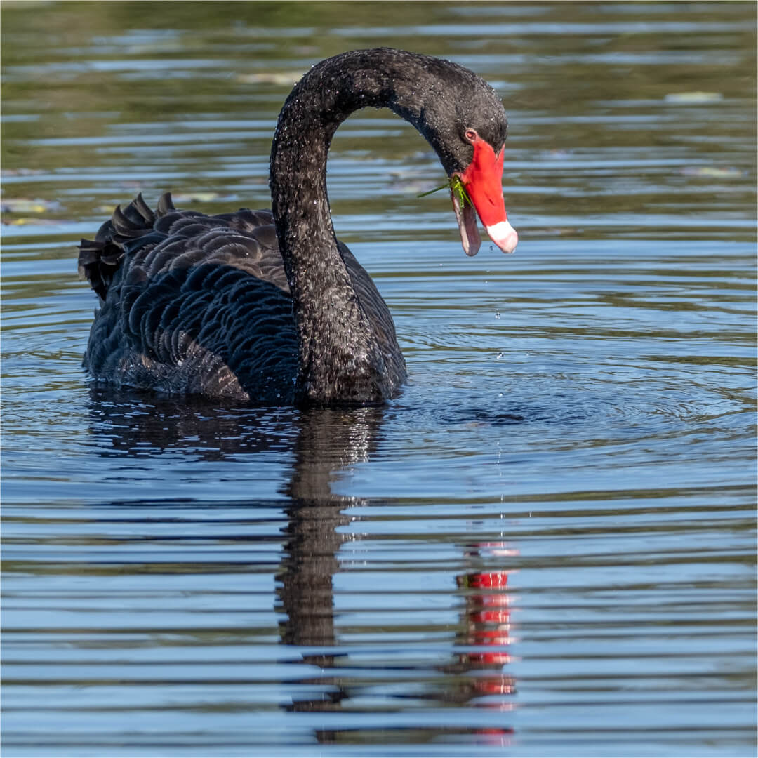 Merit For Print 42 Swan Snacking By Suzanne Edgeworth