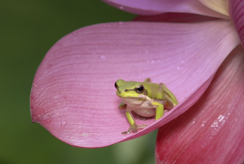 Honour For In The Pink By Liann Haaima