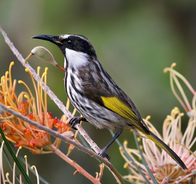 Honour For White Cheeked HE In Grevillea By Ann Smallegange