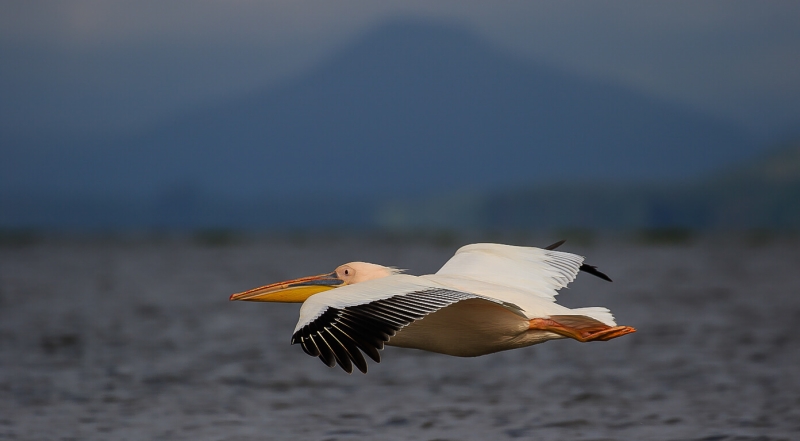 Merit For African Pelican By Lekha Suraweera