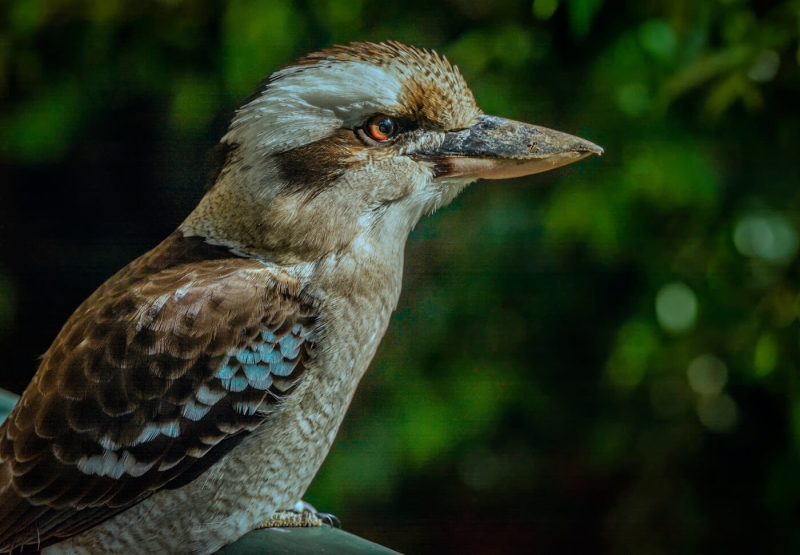 Merit For Suburban Kookaburra By Margaret Yeo