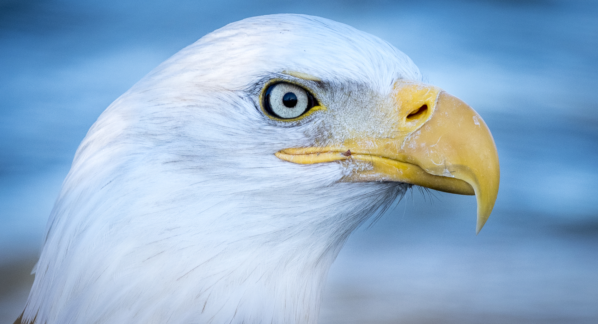 Honour For 081 Bald Eagle By Jefferey Mott