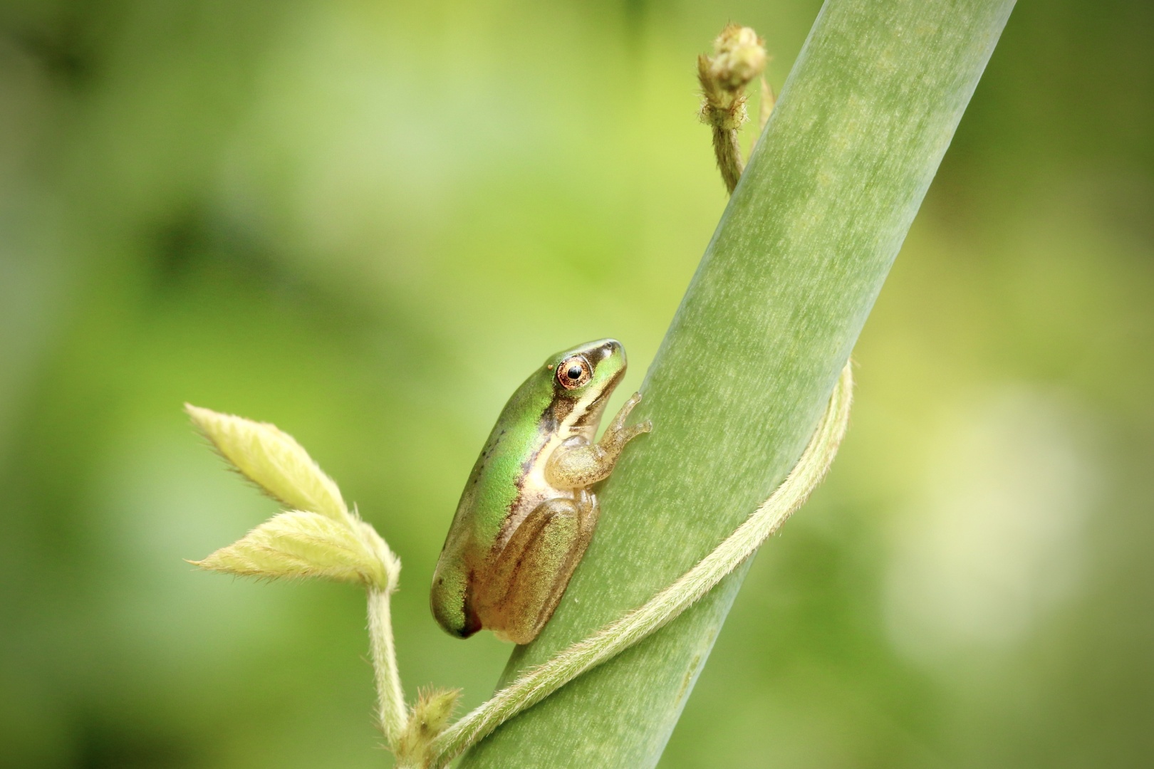 Honour For AB121 Sedge Frog By Heidi Wallis