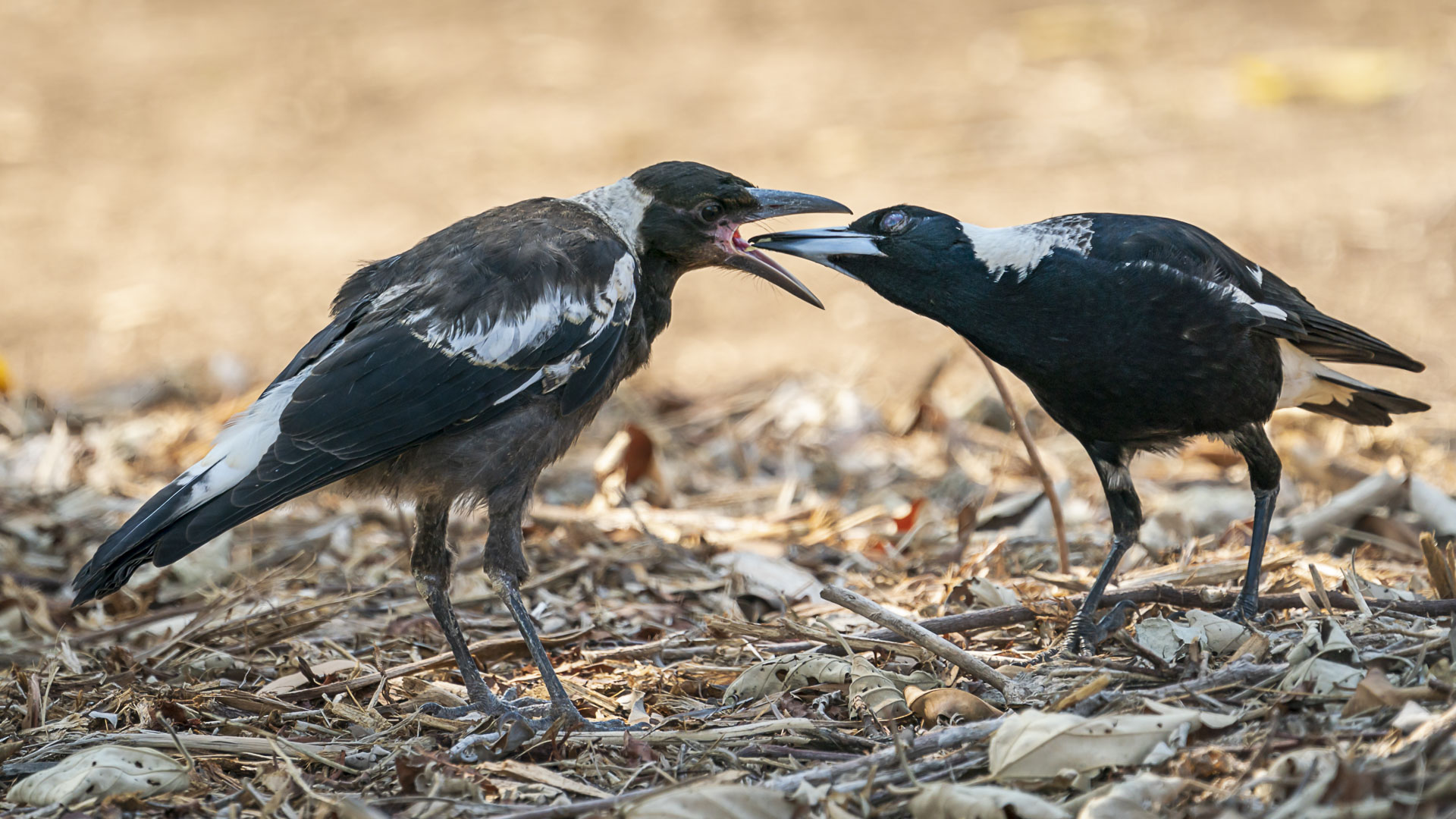 Honour For BBQ Leftovers By Chris Seen