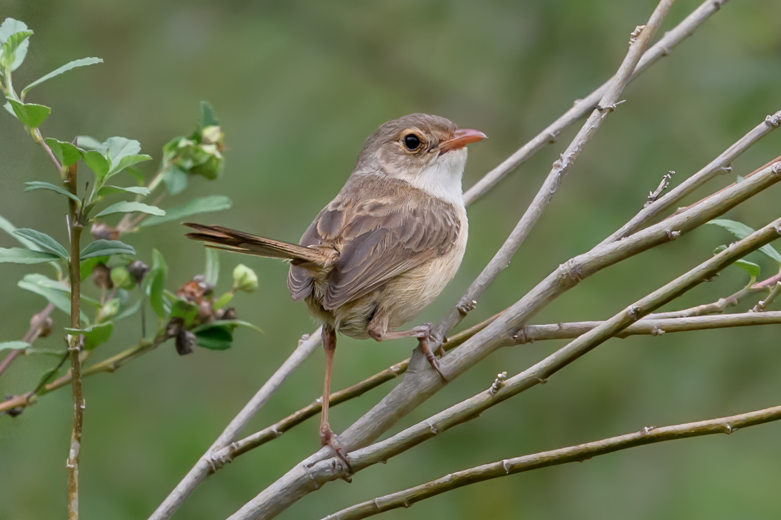 Honour For Fairy Wren By Ian Sweetman