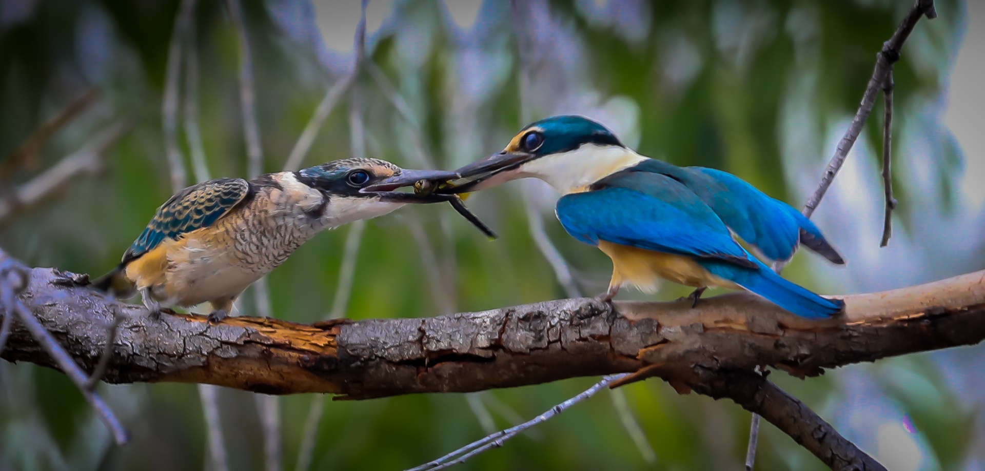 Honour For Feeding The Baby By Mangala Jayasekera