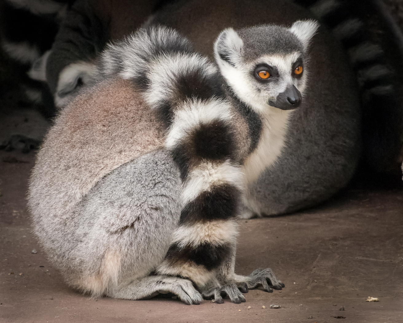 Honour For Lemur By Hector Beveridge