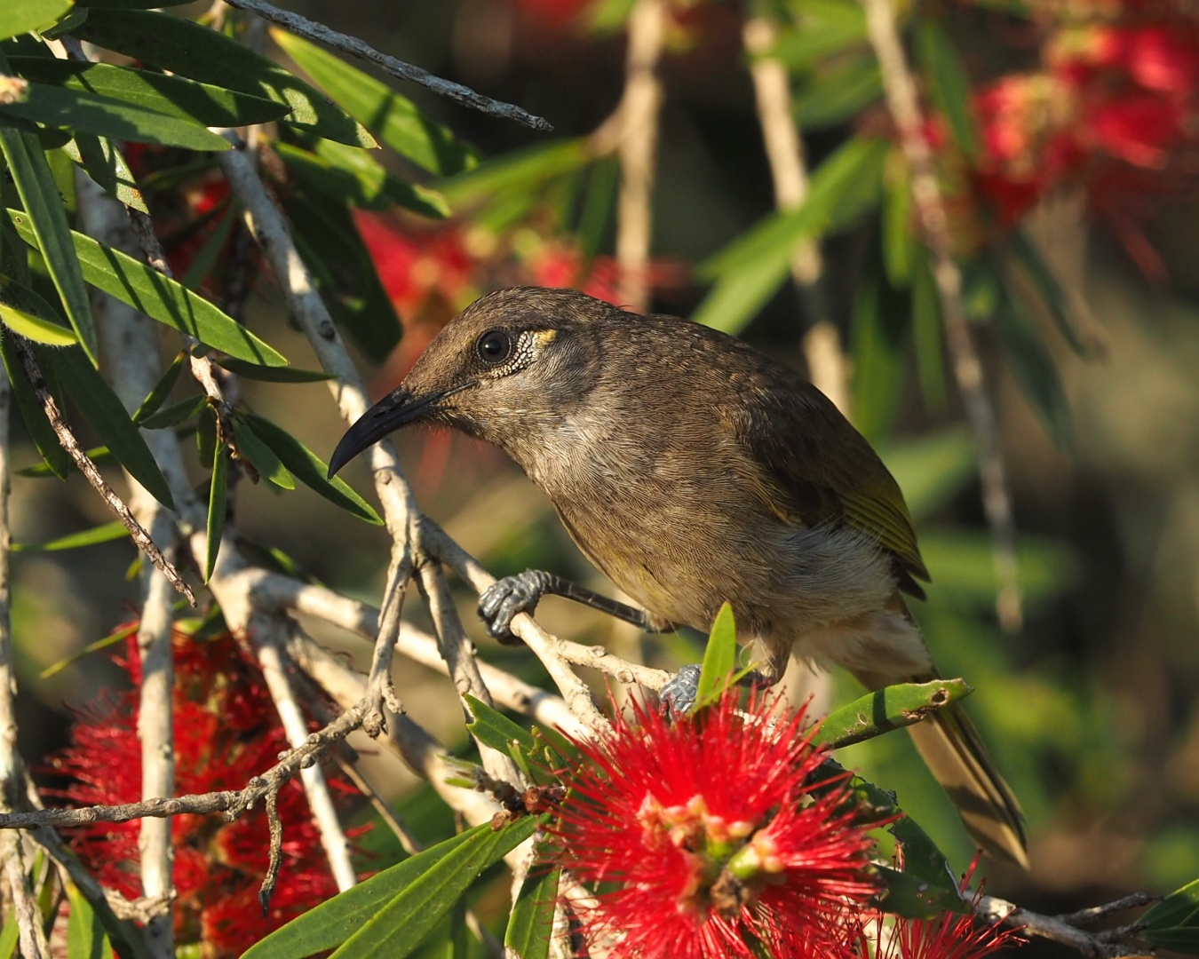 Honour For Lewins Honeyeater By Amanada Williams