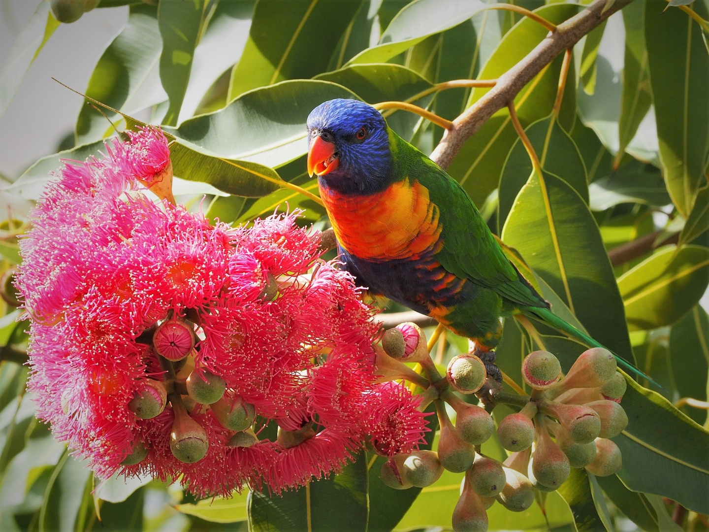 Honour For Lorikeet In The Garden By Dorothy Harkins