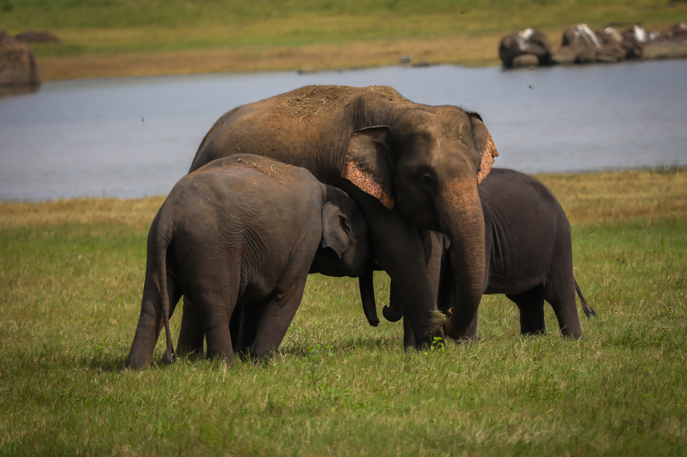 Honour For Mothers Love By Mangala Jayasekera