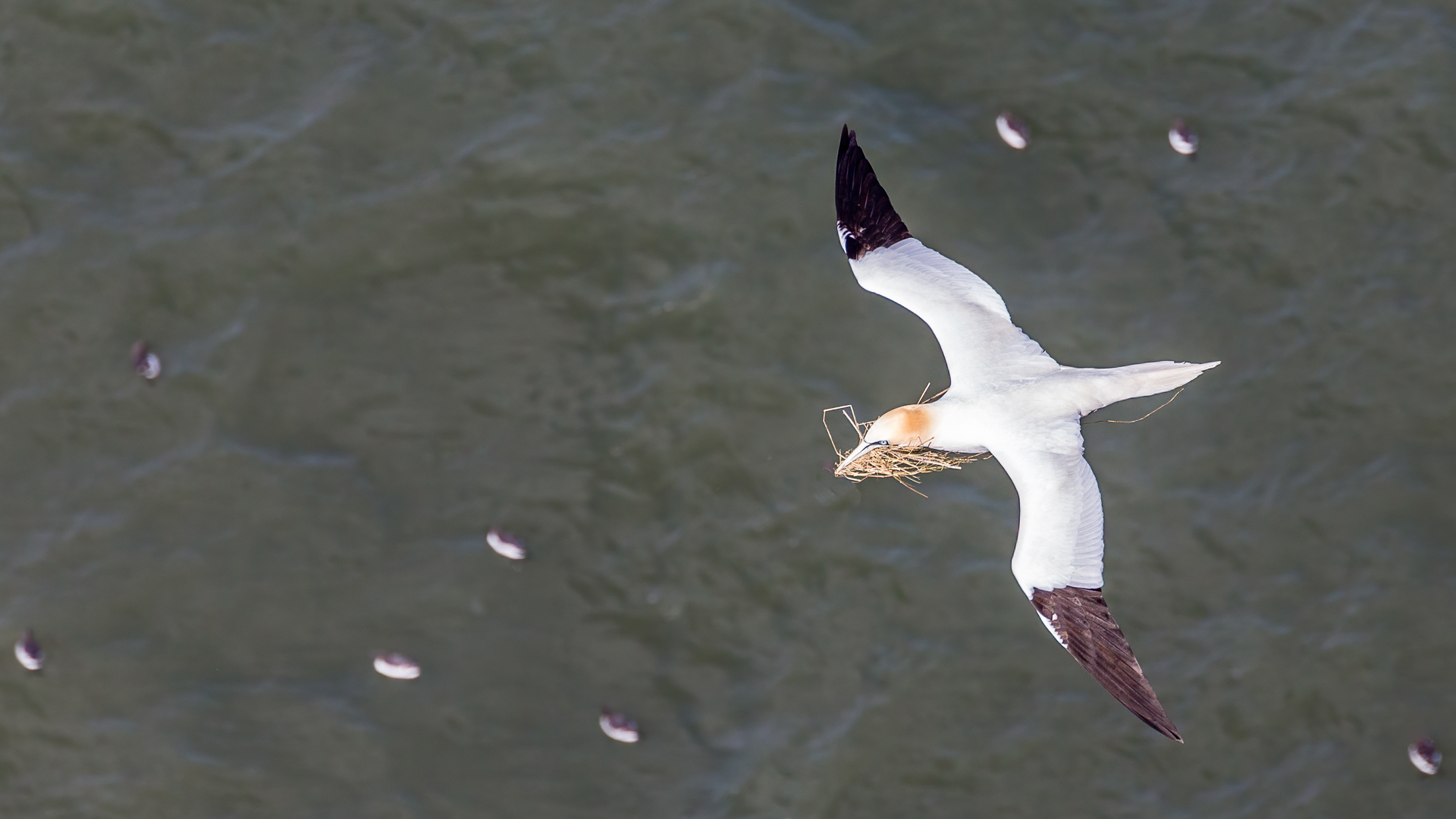 Honour For Nest Building By Chris Ross