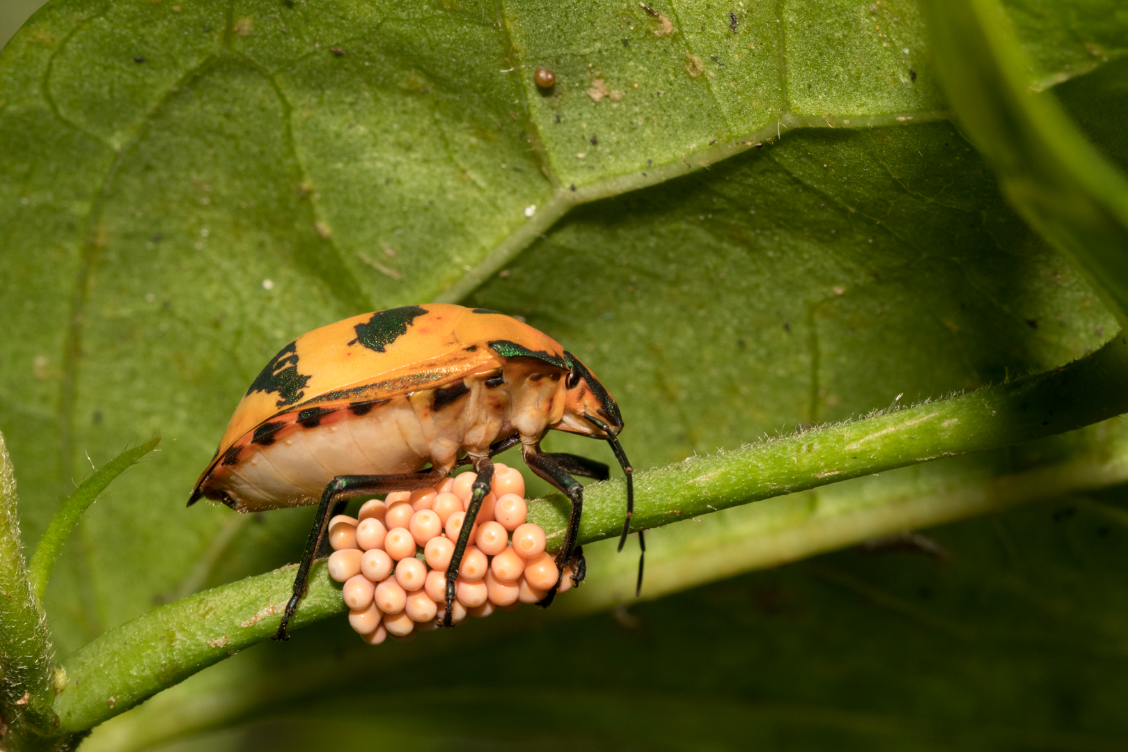 Honour For Protecting Her Eggs By Hazel Sempf