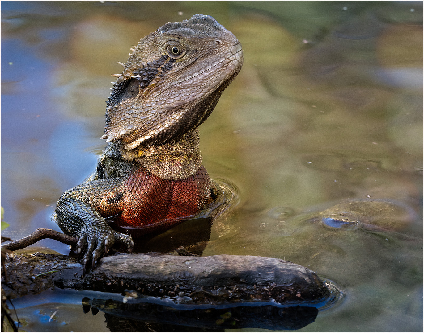 Honour For Water Dragon By Clive Hammond