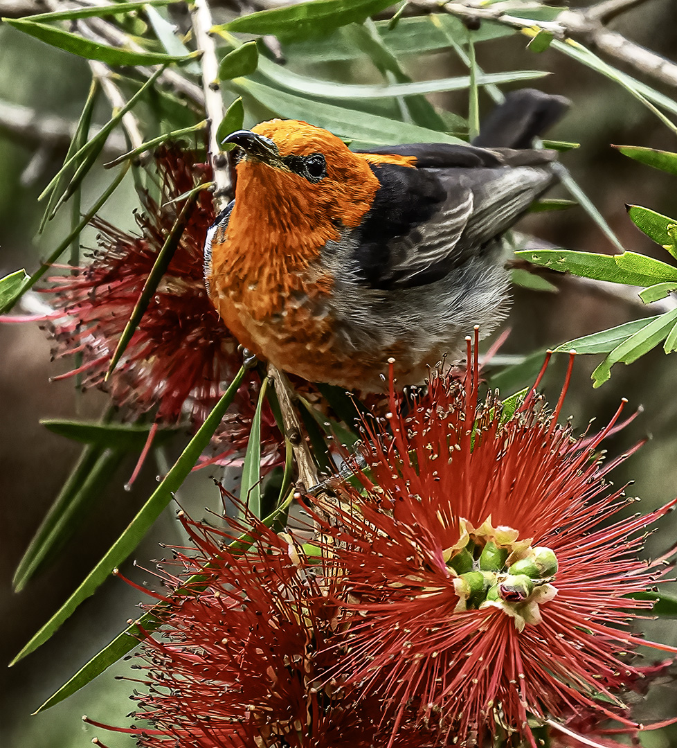 Honour For Young Honey Eater By Priscilla Gibbs