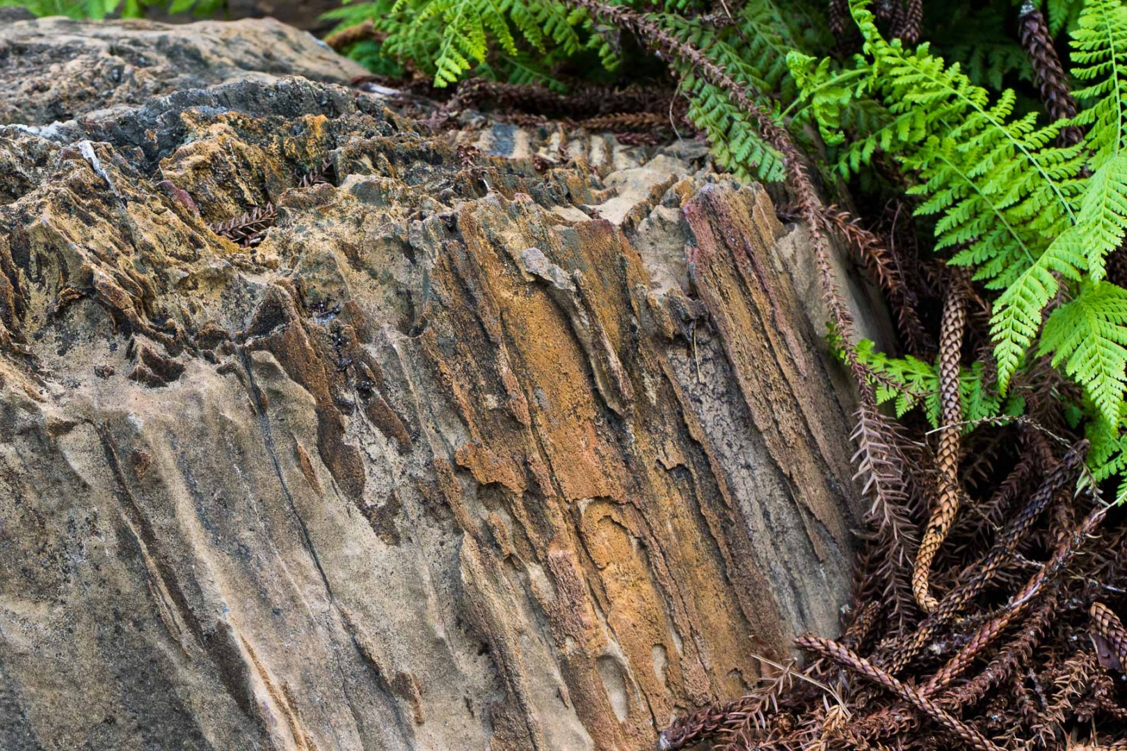 Merit For 178 200 Millionyearold Log By Lorraine Burden