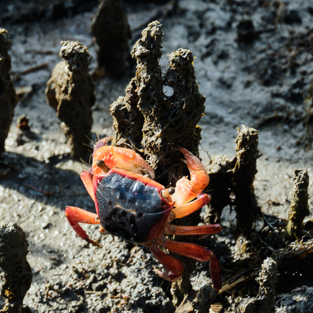 Merit For A Crab Feeds Off Mangrove Roots By Russell Dickson
