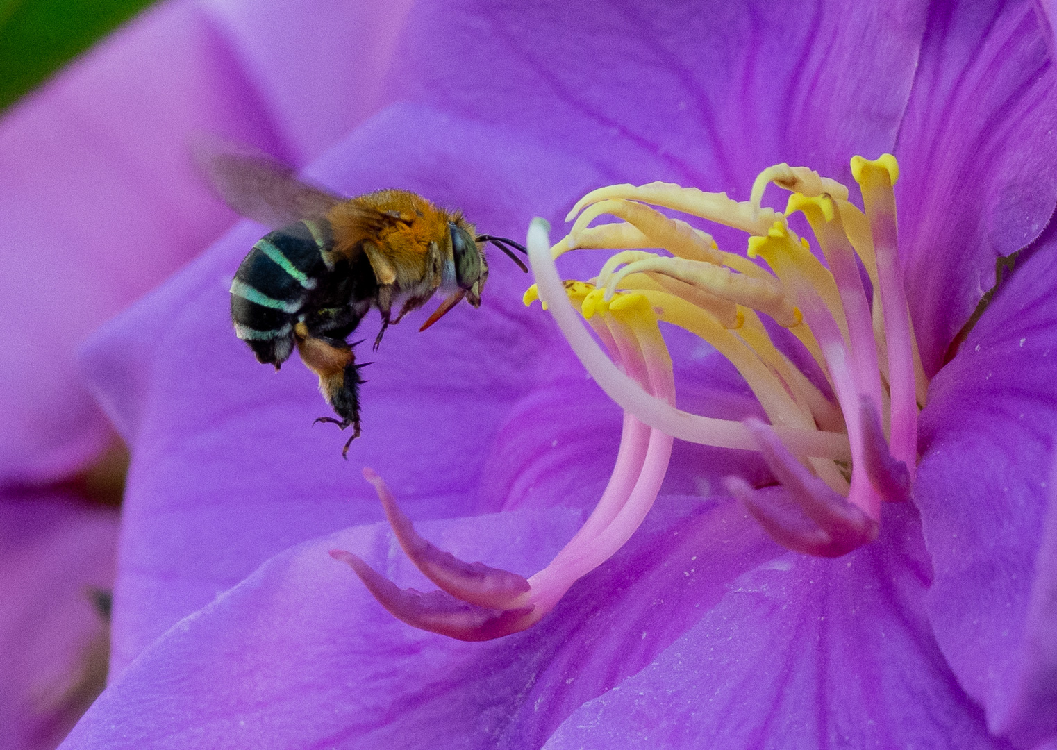 Merit For In My Garden By Susan Chisholm