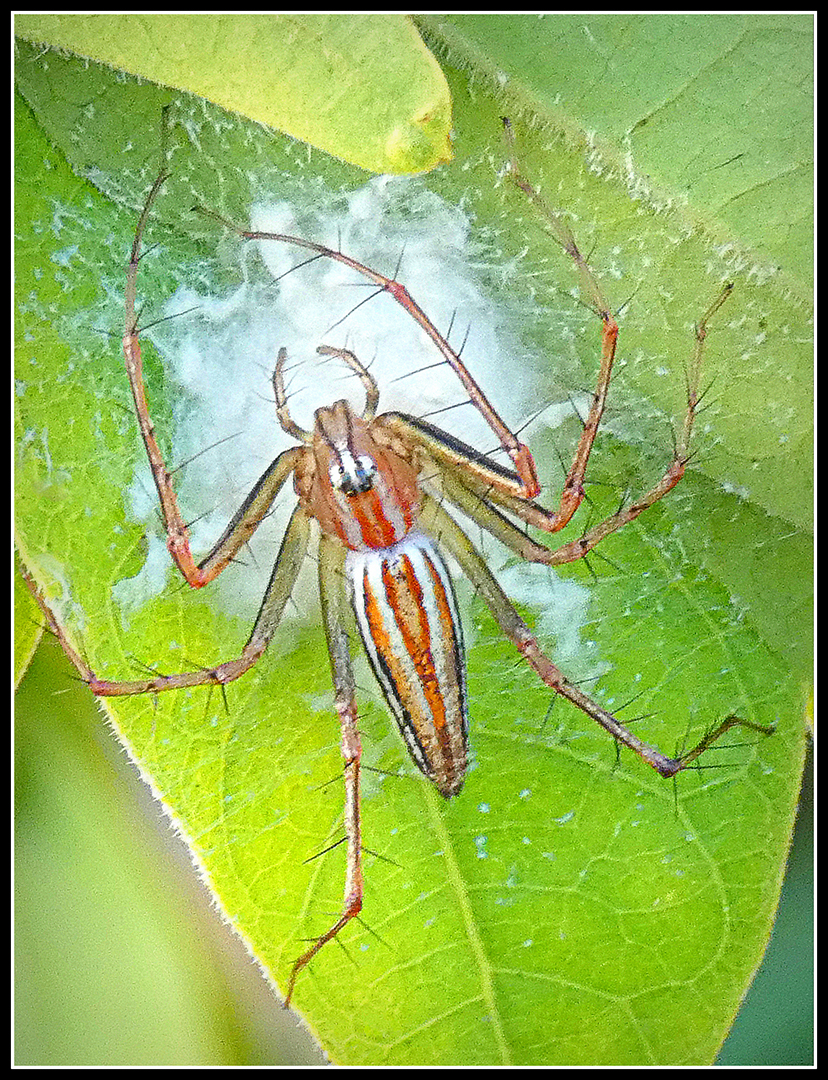 Merit For Jumping Spider On Nest 8 By Gordon Dixon