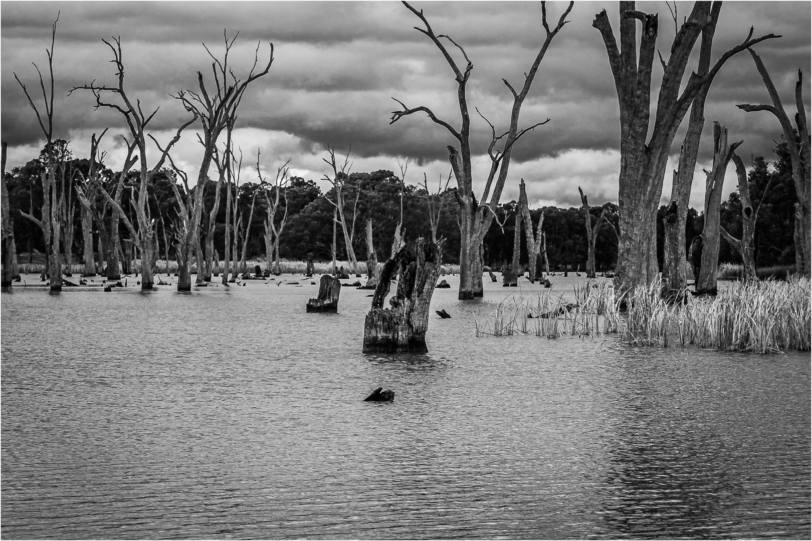 Merit For Lake Malwalla By Wayne Lewis