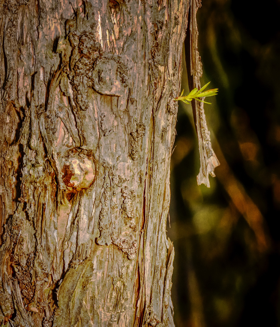 Merit For Old And New By Margaret Yeo