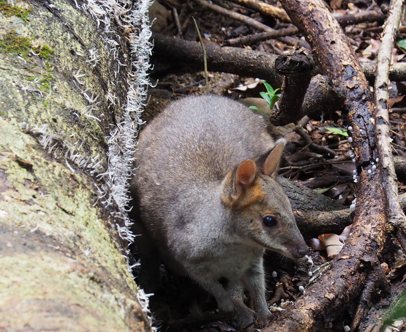 Merit For Pademelon By Christine Jull