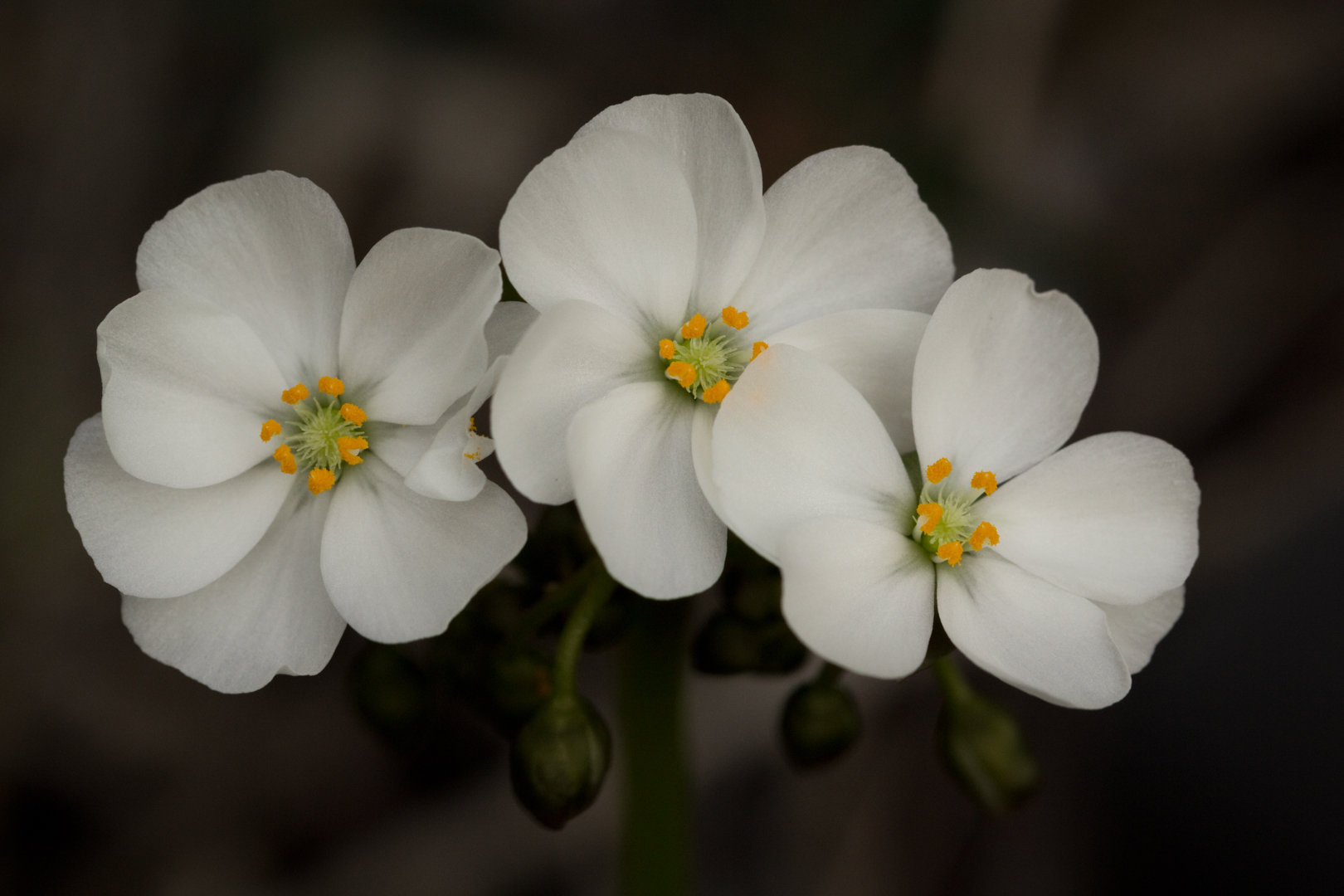 Merit For Pale Sundew By Michelle Coles