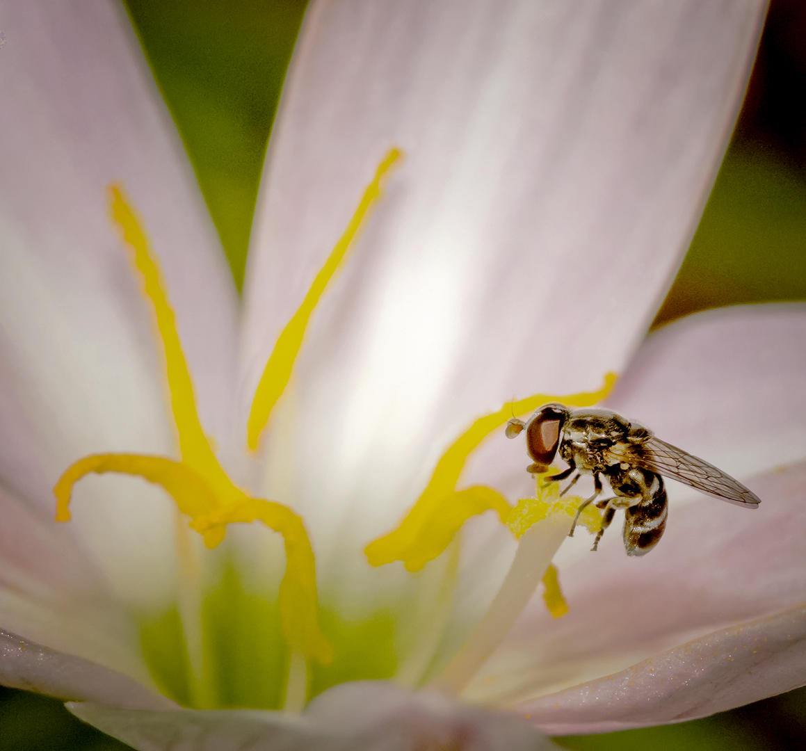 Merit For Pollen Stop By Margaret Yeo