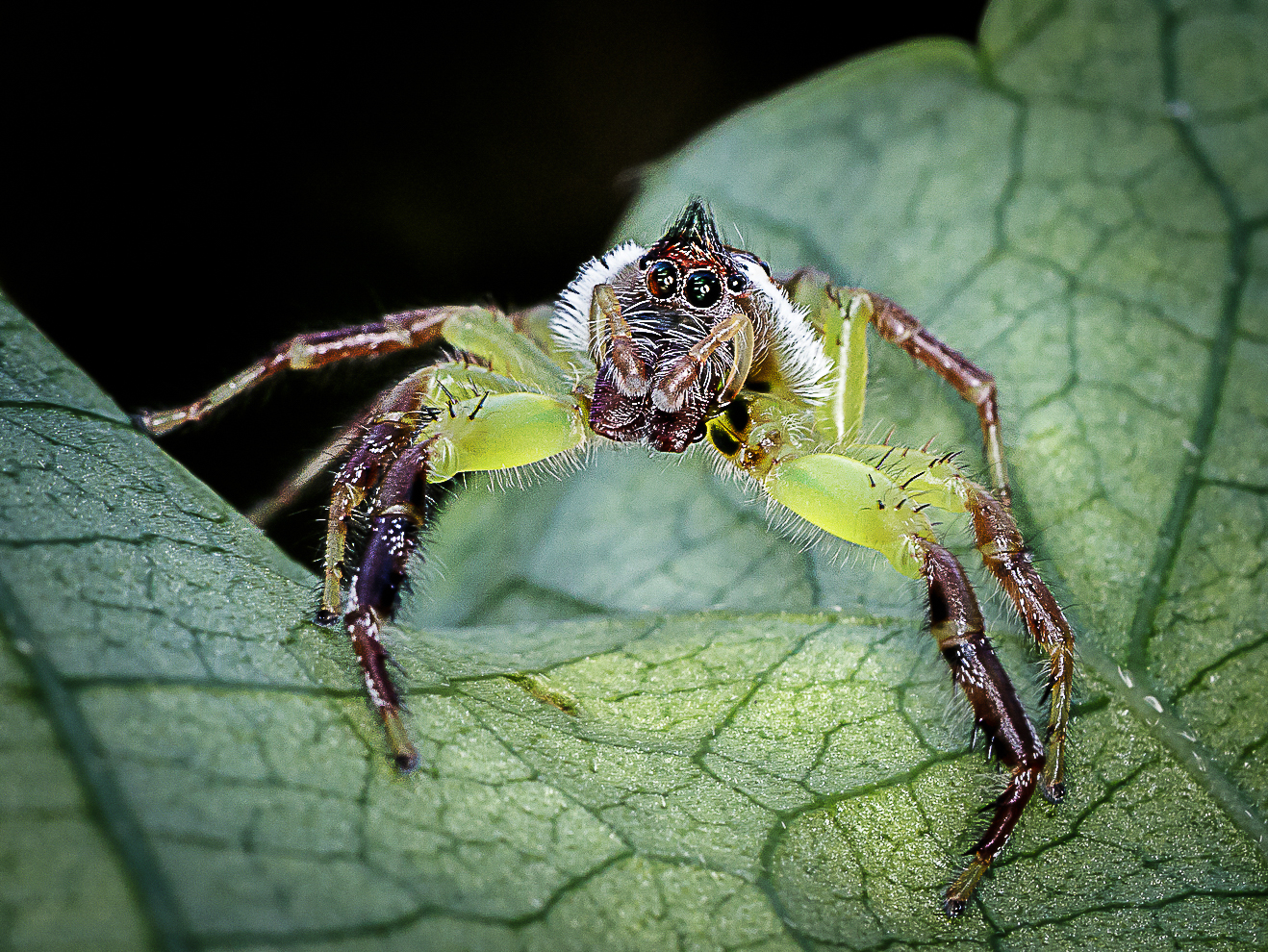 Merit For Spider By Lekha Suraweera