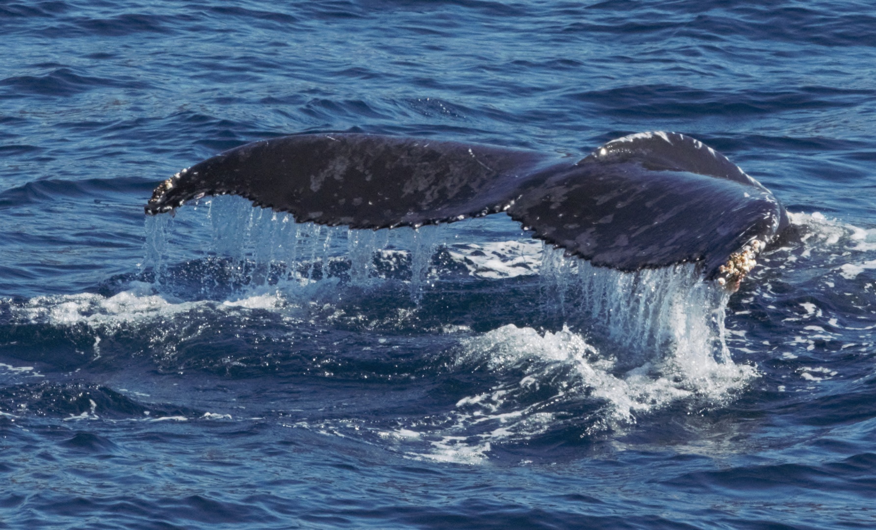 Merit For Whales Tail By Dorothy Harkins