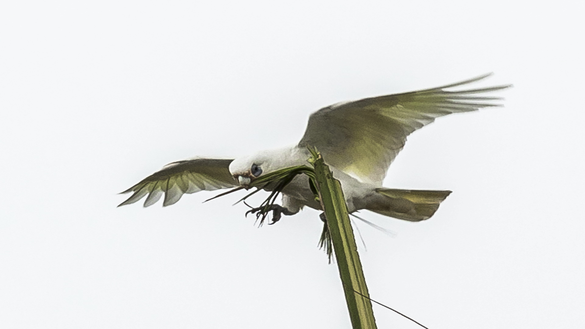 Merit For Hanging On By Peter Varley